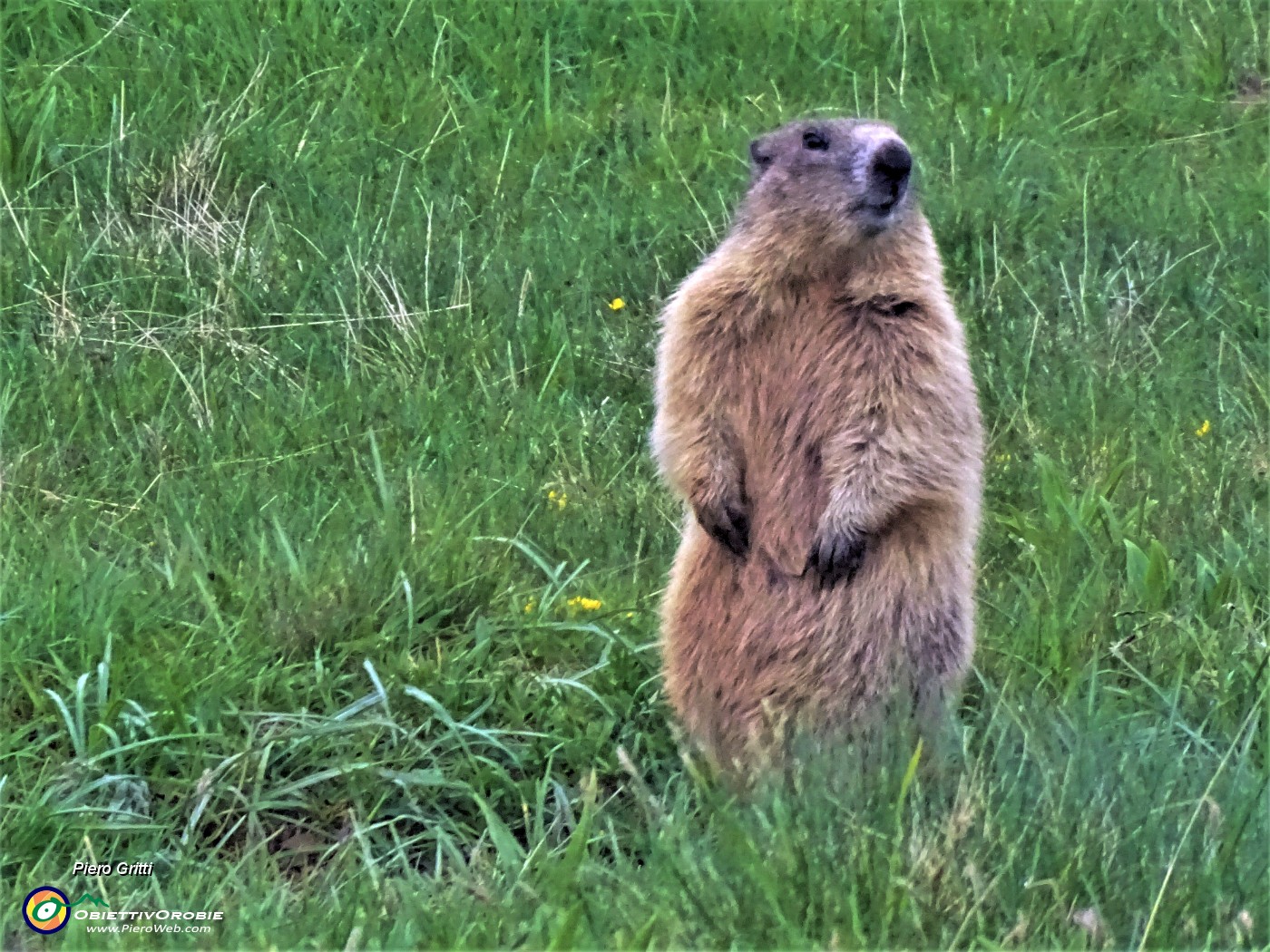 61 Marmota marmota (Marmotta delle Alpi) in attenta sentinella.JPG -                                